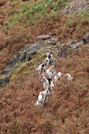 Fox Hunting in Great Langdale Cumbria